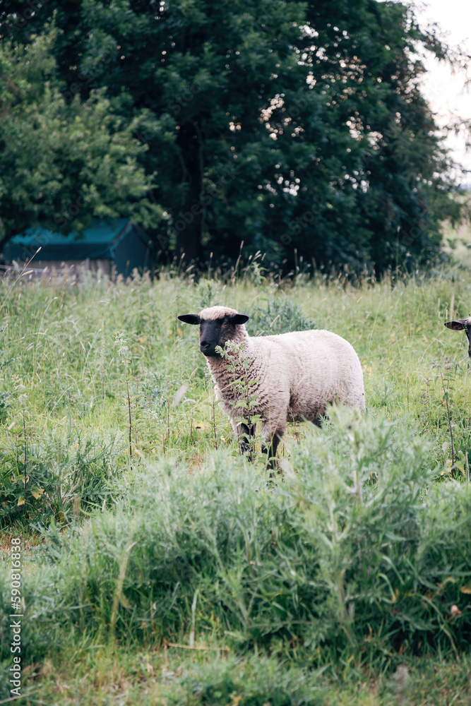 Fototapeta premium A sheep in a meadow