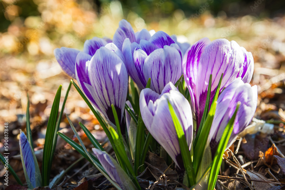 A group of crocus flowers close-up on a sunny day A group of crocus flowers close-up on a sunny day