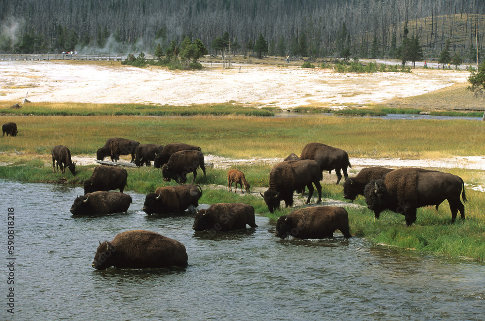 Geyser, Bison d'Amérique, Parc national du Yellowstone, USA,