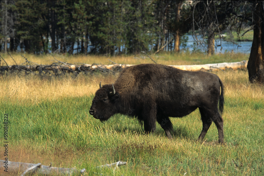 Bison d'Amérique, Parc national du Yellowstone, USA, Bison d'Amérique, Parc national du Yellowstone, USA,