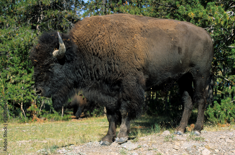 Bison d'Amérique, Parc national du Yellowstone, USA, Bison d'Amérique, Parc national du Yellowstone, USA,