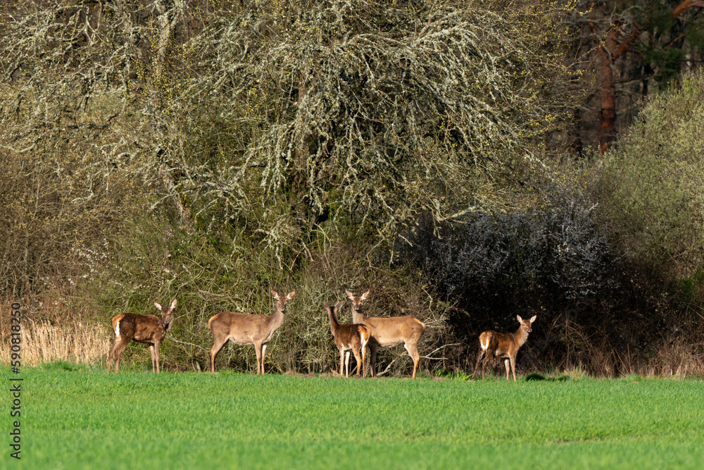 Obraz premium Cerf élaphe, Cervus elaphus, biche, Sologne, Loir et Cher, région Centre Val de Loire, 41, France