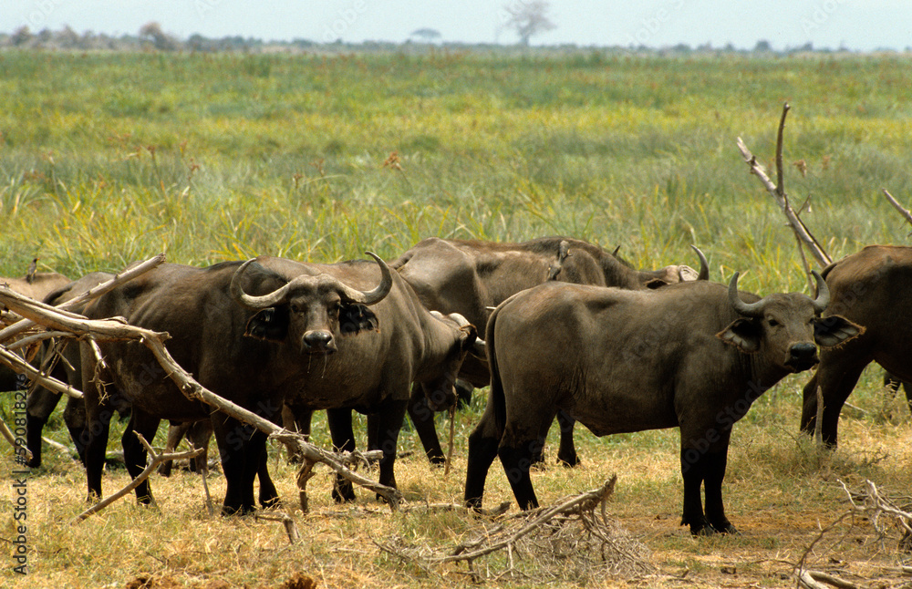 Buffle d'afrique, syncerus caffer Buffle d'afrique, syncerus caffer