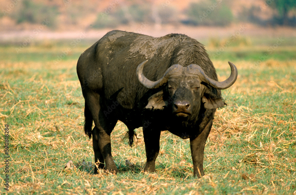 Obraz premium Buffle d'afrique, syncerus caffer