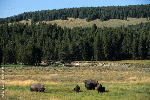 Bison d'Amérique, Parc national du Yellowstone, USA,