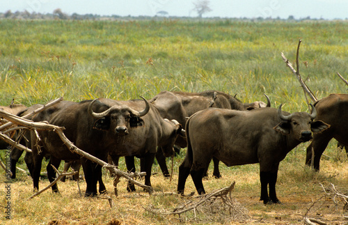 Buffle d afrique  syncerus caffer