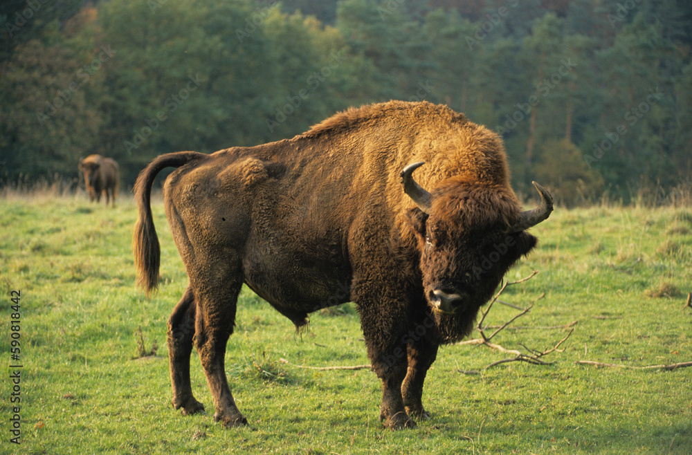 Bison d'Europe, bison bonassus, réserve Hans sur Lesse, Belgique