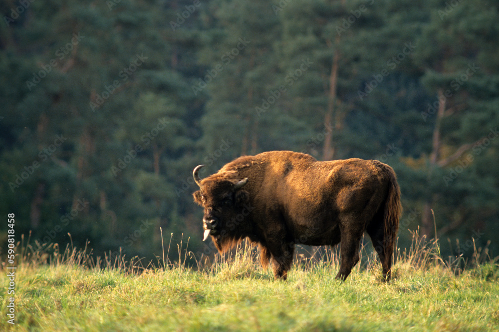 Bison d'Europe, bison bonassus, réserve Hans sur Lesse, Belgique Bison d'Europe, bison bonassus, réserve Hans sur Lesse, Belgique