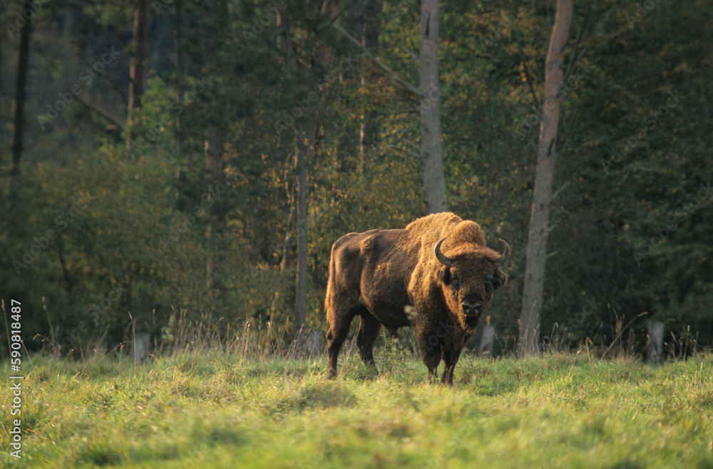 Bison d'Europe, bison bonassus, réserve Hans sur Lesse, Belgique Bison d'Europe, bison bonassus, réserve Hans sur Lesse, Belgique