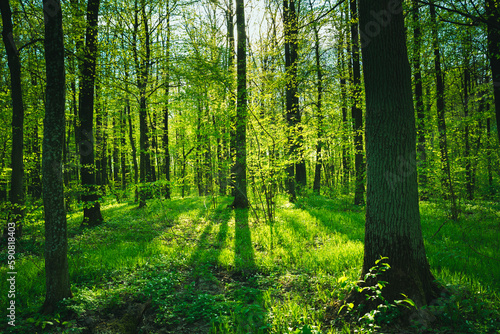 Spring green forest and sunlight falling on the trees