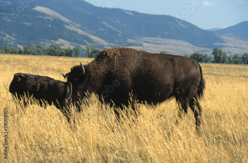 Bison d'Amérique, Parc national du Yellowstone, USA, © JAG IMAGES