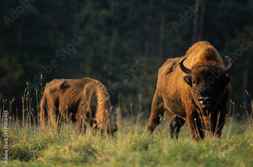 Bison d Europe  bison bonassus  r  serve Hans sur Lesse  Belgique