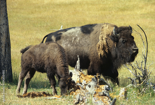 Bison d'Amérique, Parc national du Yellowstone, USA,