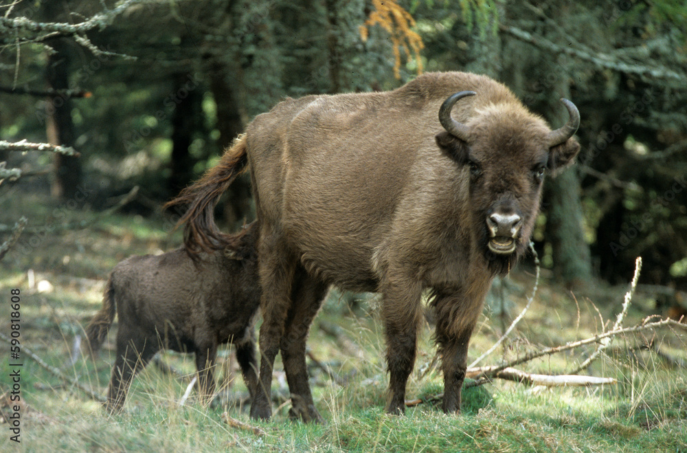 Bison d'Europe, bison bonassus, Parc naturel régional de l’Aubrac, Réserve, Sainte Eulalie, 48, Lozere, France