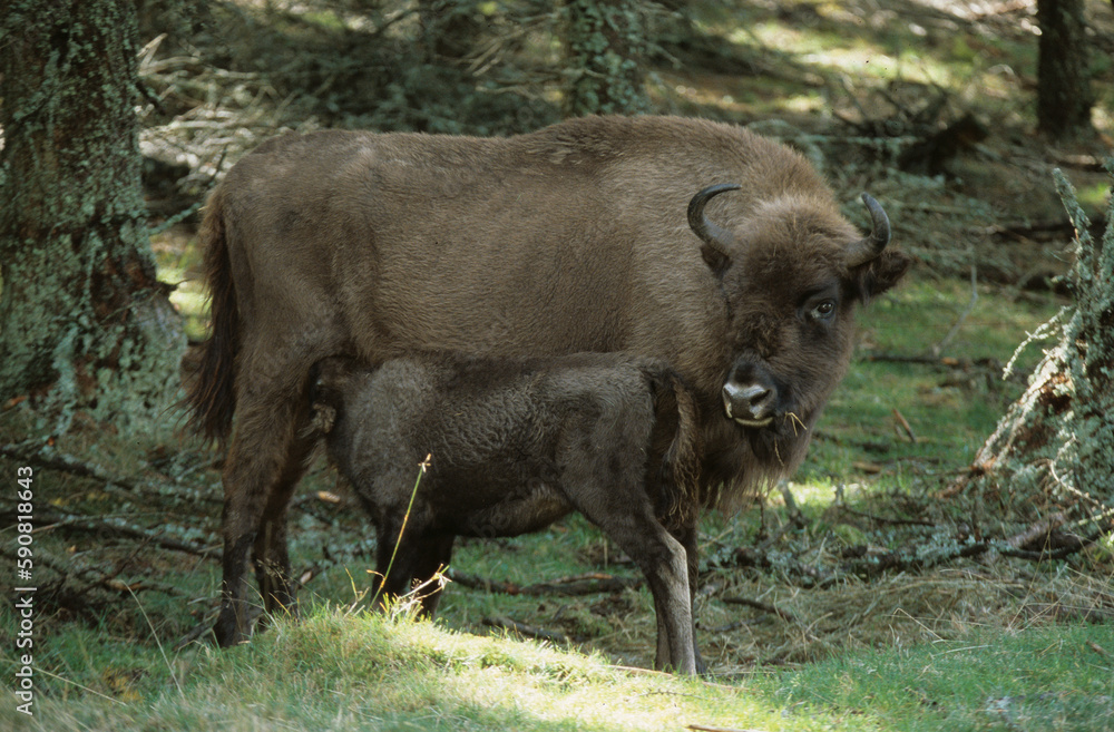 Bison d'Europe, bison bonassus, Parc naturel régional de l’Aubrac, Réserve, Sainte Eulalie, 48, Lozere, France Bison d'Europe, bison bonassus, Parc naturel régional de l’Aubrac, Réserve, Sainte Eulalie, 48, Lozere, France