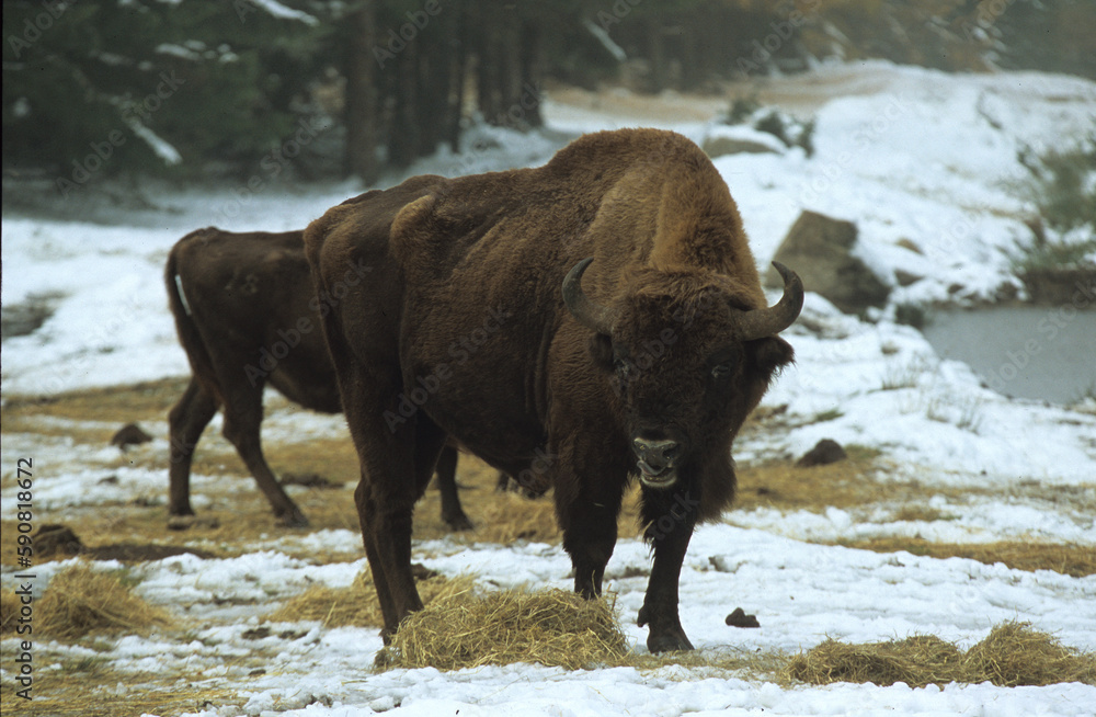 Bison d'Europe, bison bonassus, Parc naturel régional de l’Aubrac, Réserve, Sainte Eulalie, 48, Lozere, France Bison d'Europe, bison bonassus, Parc naturel régional de l’Aubrac, Réserve, Sainte Eulalie, 48, Lozere, France