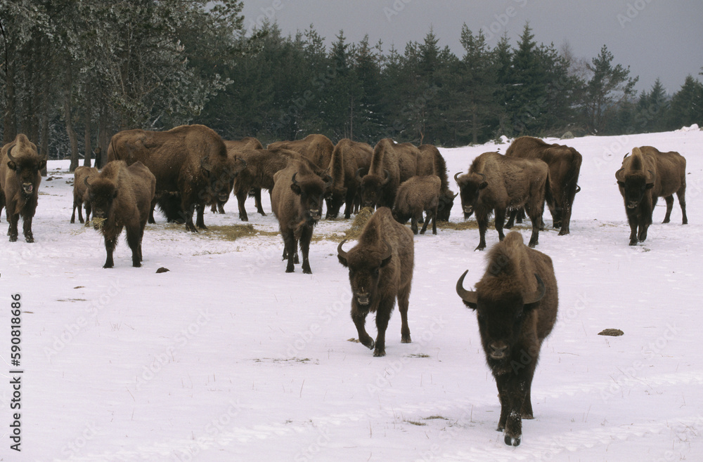Bison d'Europe, bison bonassus, Parc naturel régional de l’Aubrac, Réserve, Sainte Eulalie, 48, Lozere, France Bison d'Europe, bison bonassus, Parc naturel régional de l’Aubrac, Réserve, Sainte Eulalie, 48, Lozere, France