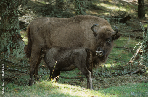 Bison d Europe  bison bonassus  Parc naturel r  gional de l   Aubrac  R  serve  Sainte Eulalie  48  Lozere  France