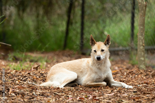 Pale fur dingo laying on the ground in Australia