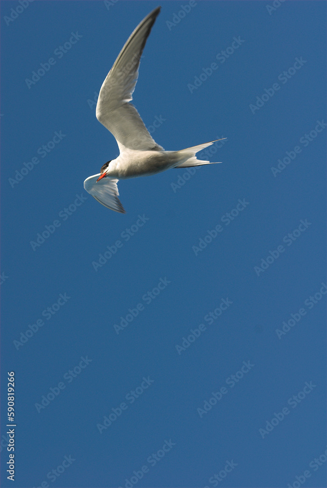 Obraz premium Sterne pierregarin,.Sterna hirundo, Common Tern