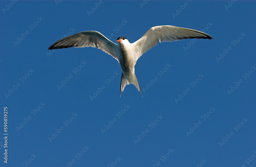 Sterne pierregarin,.Sterna hirundo, Common Tern Sterne pierregarin,.Sterna hirundo, Common Tern