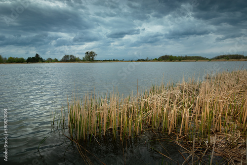 Dry reeds in the lake and cloudy sky, Stankow, Poland