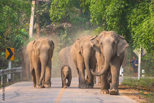 Canvastavla Elephant Conservation Center Lampang Thailand