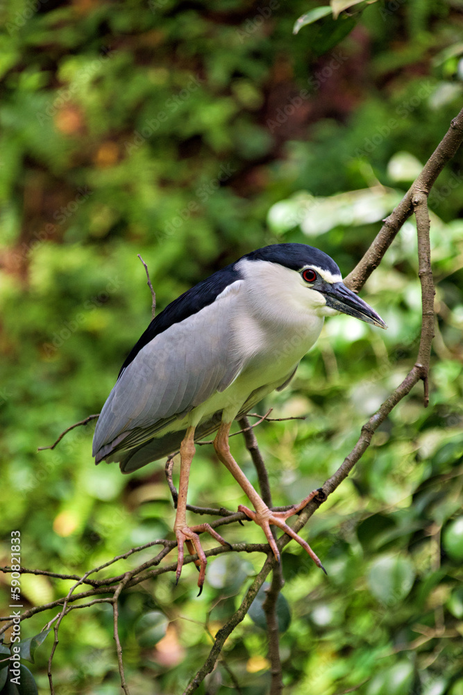 Striated heron Striated heron