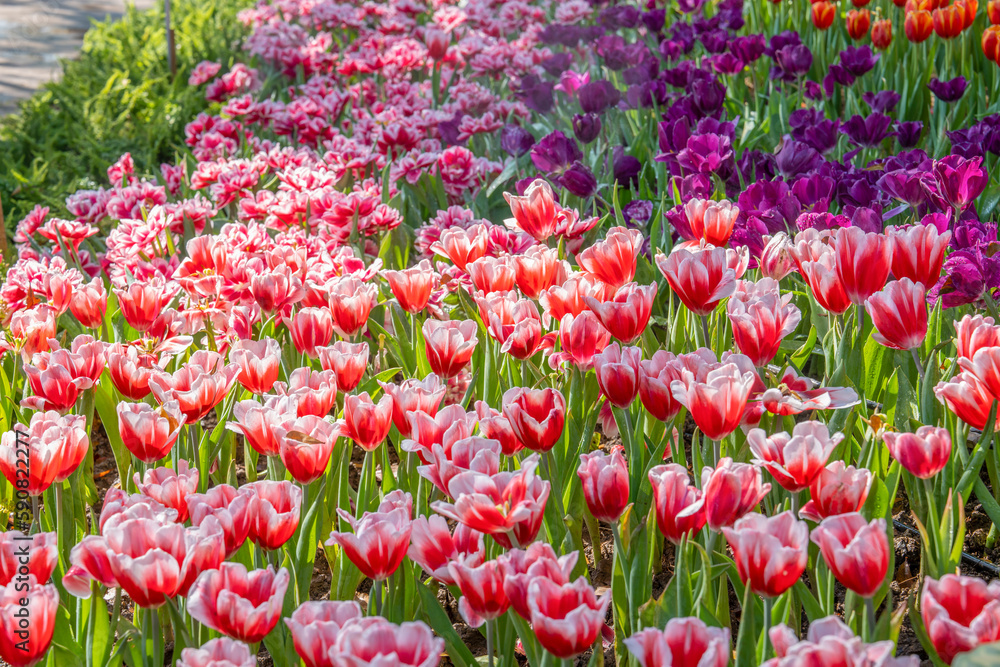 The Fresh blooming tulips in the spring garden