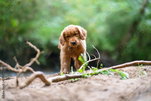Golden Retriever Puppy