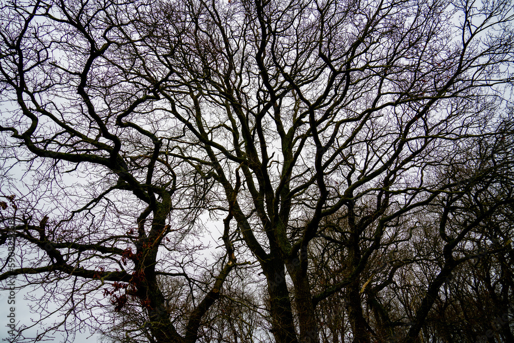 Silhouettes of branches of a large tree
Silhouettes of branches of a large tree