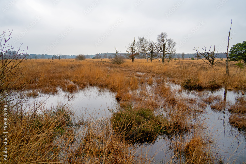 Reed fields in a nature reserve near Roden in Drenthe, Netherlands
