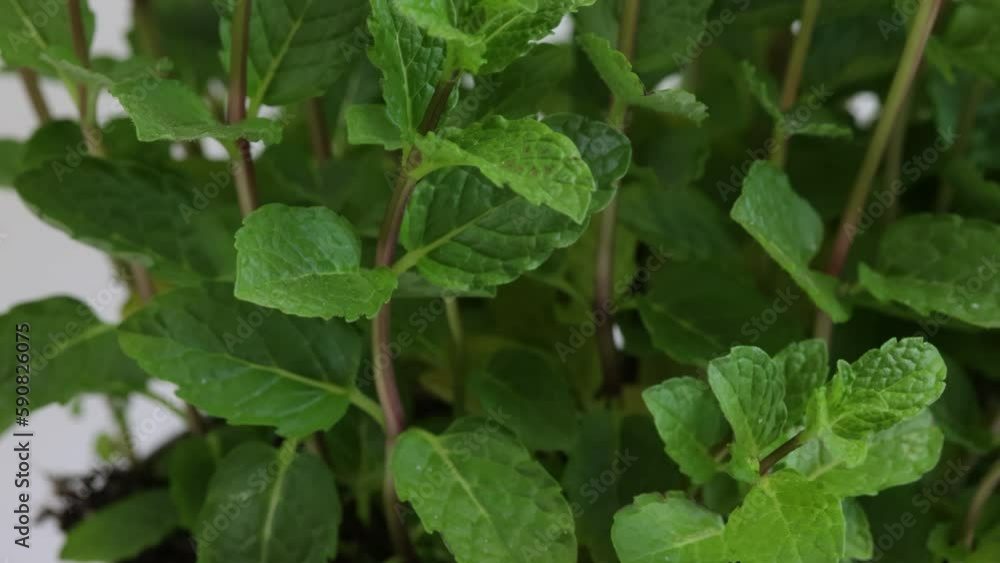 pied de menthe, en gros plan, dans un pot pied de menthe, en gros plan, dans un pot