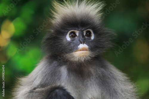 Cute Dusky Langur Monkey inside the Green Trees in the Rain Forest, Thailand