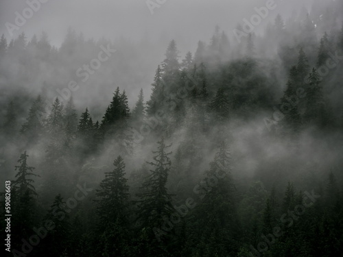 fog in the forest © Joci