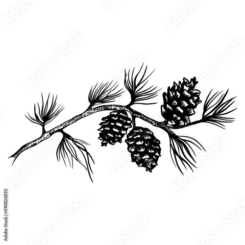 Vector sketch hand drawn pine cones on a branch, line art