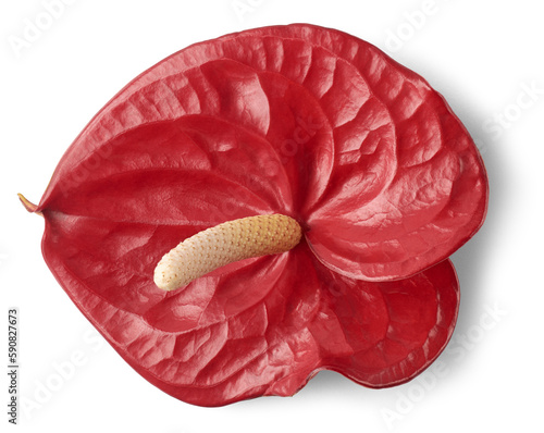 Fotografía vibrant red anthurium flower head, aka tailflower, flamingo laceleaf flower and