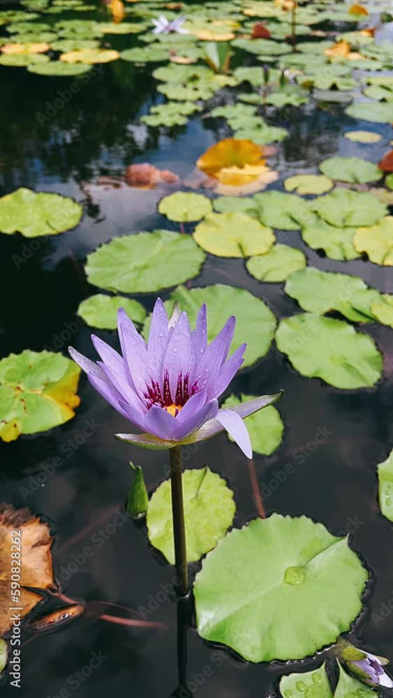 pink water lilies, water, flower, lotus, pond, lily, nature, plant, pink, blossom, bloom, water lily, waterlily, beauty, lake, aquatic, leaf, purple, flowers, flora, garden, petal, summer, blooming, t pink water lilies, water, flower, lotus, pond, lily, nature, plant, pink, blossom, bloom, water lily, waterlily, beauty, lake, aquatic, leaf, purple, flowers, flora, garden, petal, summer, blooming, t