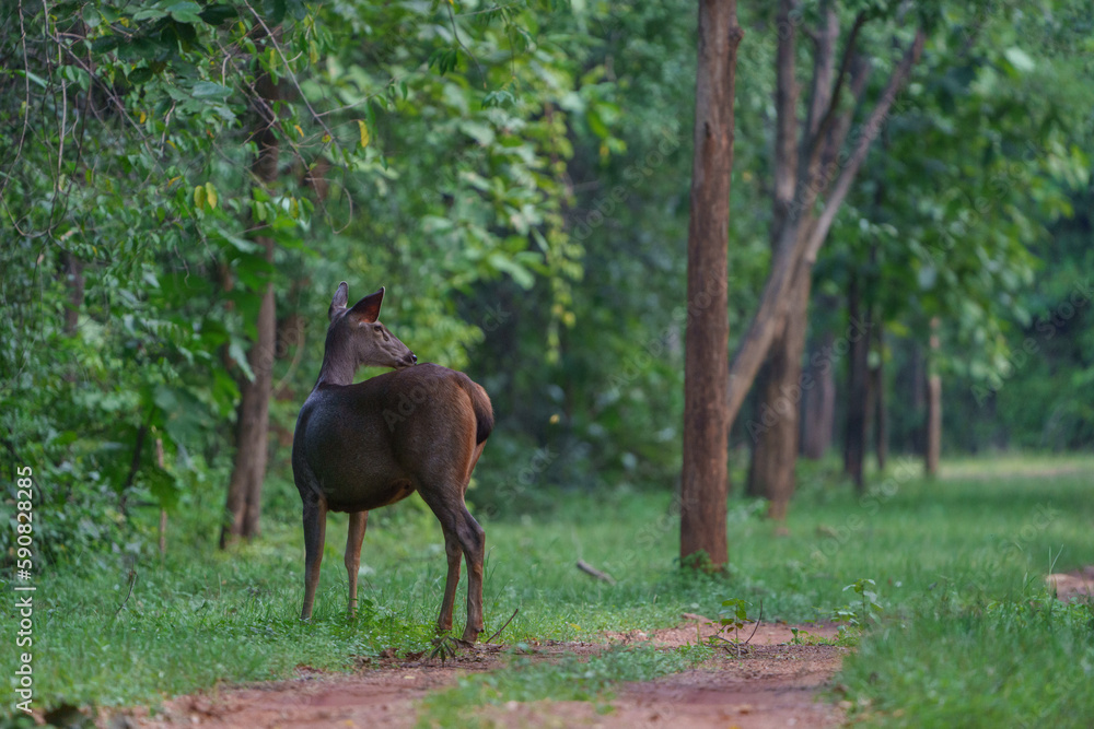 Fototapeta premium Sambar deer (Rusa unicolor) standing between the trees and looking back making eye contact.