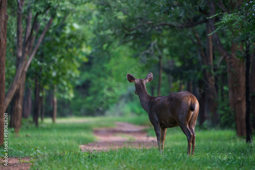 Sambar deer (Rusa unicolor) standing between the trees and looking back making eye contact.