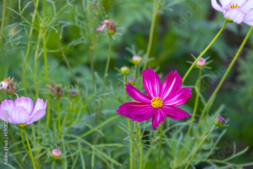 fresh beauty mix soft pink white cosmos flower yellow pollen blooming in natural botany garden park