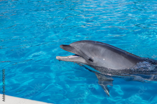プールを泳ぐイルカ