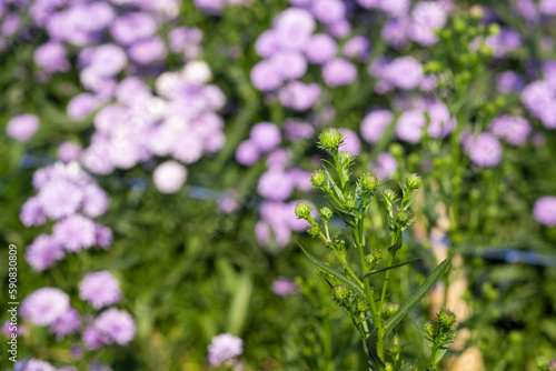 Fresh group bouquet green buds before blooming to  purple violet pretty flower blossom in botanic garden.  romance florist violet herb blooming in natural park