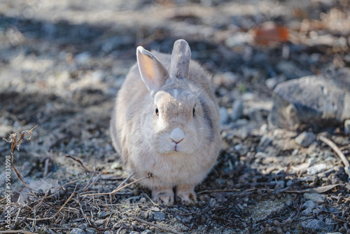 正面を向くウサギ