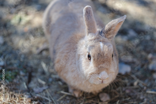 正面を向くウサギ