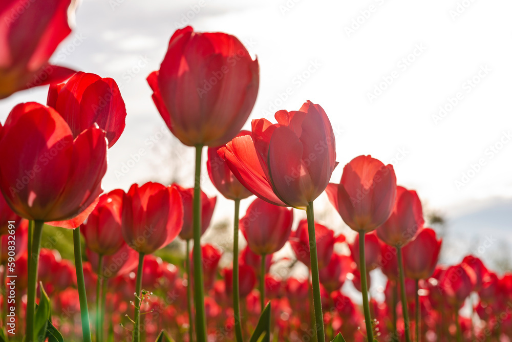 red tulips in the garden