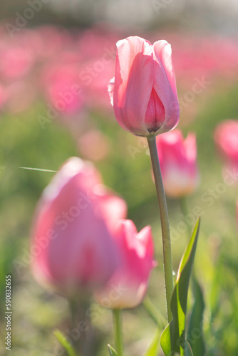 pink tulips in the garden