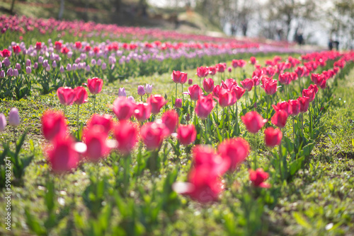 field of tulips