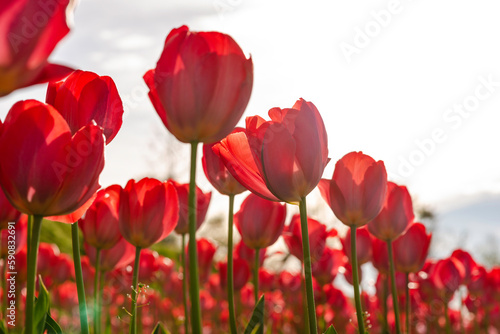 red tulips in the garden