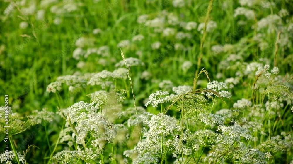 The cow parsley, Anthriscus sylvestris, is an umbelliferous plant. The wild chervil grow in meadow. Kupyr on a summer day, close-up, side view. White flowers on a green background. The cow parsley, Anthriscus sylvestris, is an umbelliferous plant. The wild chervil grow in meadow. Kupyr on a summer day, close-up, side view. White flowers on a green background.